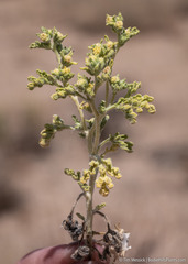 Euphrosyne nevadensis