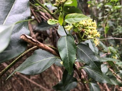 Parsonsia leichhardtii