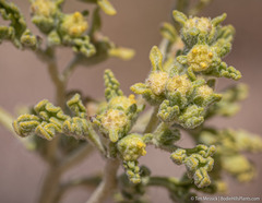 Euphrosyne nevadensis