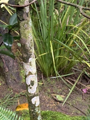 Fungi