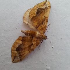 Pelurga comitata