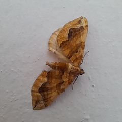 Pelurga comitata
