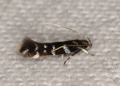 Stagmatophora argyrostrepta
