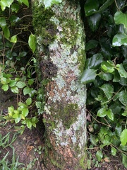 Fungi