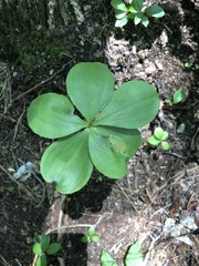 Isotria verticillata