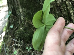Isotria verticillata
