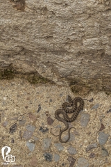 Thamnophis scalaris