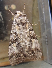 Anaplectoides pressus