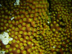 Turbinaria stellulata