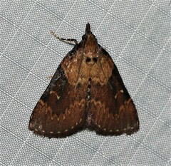Omphalocera munroei