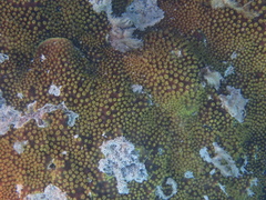 Turbinaria stellulata