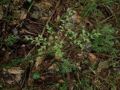 Sceptridium jenmanii