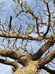 Aratinga