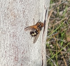 Microtropesa sinuata
