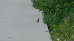 Passer domesticus domesticus