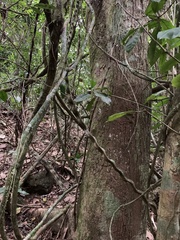 Schnella microstachya