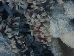 Macrodactyla doreensis