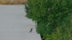 Passer domesticus domesticus
