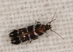 Stagmatophora argyrostrepta