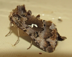 Autographa corusca