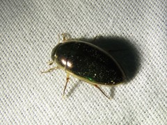 Tropisternus lateralis