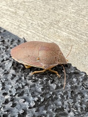 Coleotichus excellens