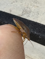 Coleotichus excellens