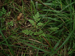 Sceptridium jenmanii