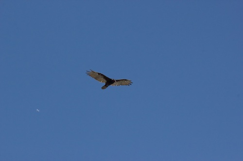 iNaturalist observation photo of Turkey Vulture