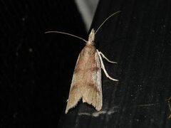 Peoria longipalpella