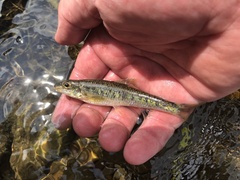 Gravel Chub photo 4