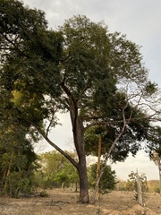 Pterodon emarginatus