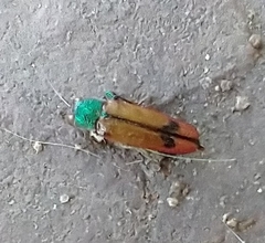 Buprestis viridisuturalis