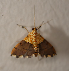 Agrotera basinotata