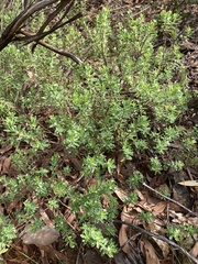 Pimelea leptospermoides
