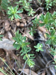 Pimelea leptospermoides