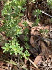 Pimelea leptospermoides