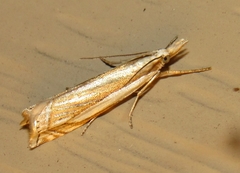 Crambus pascuella