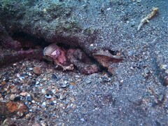 Octopus hubbsorum
