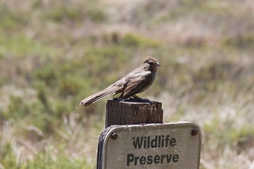 iNaturalist observation photo of California Towhee