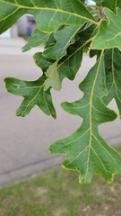 Quercus macrocarpa