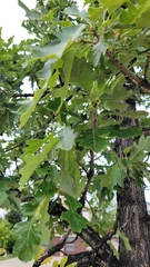 Quercus macrocarpa