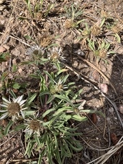 Townsendia grandiflora