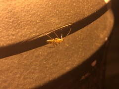 Camponotus variegatus