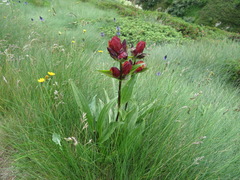 Gentiana purpurea