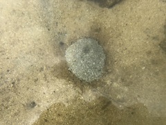 Dolabella auricularia