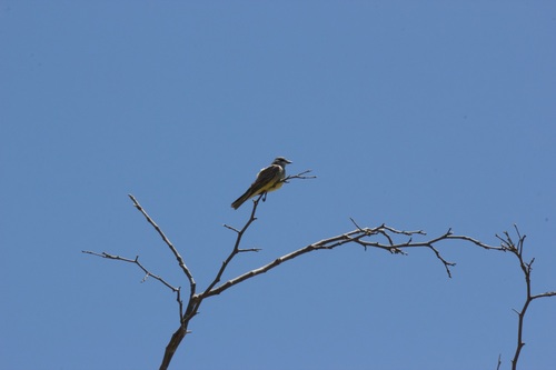 iNaturalist observation photo of Cassin's Kingbird