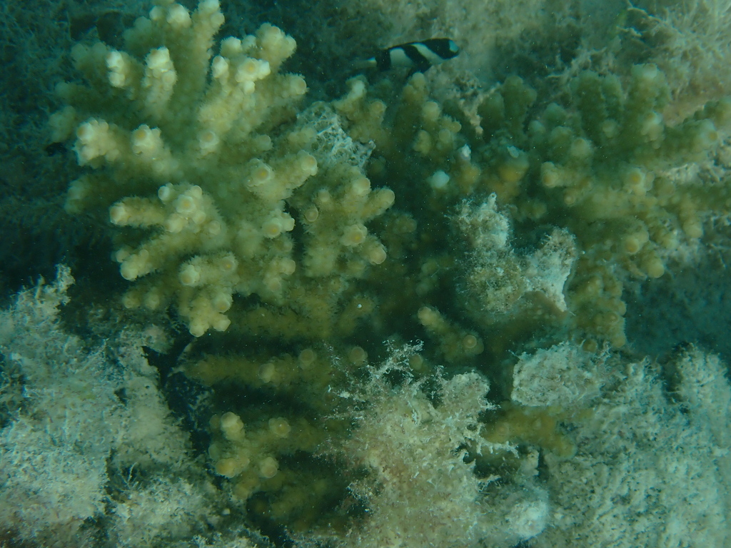 Acropora sarmentosa