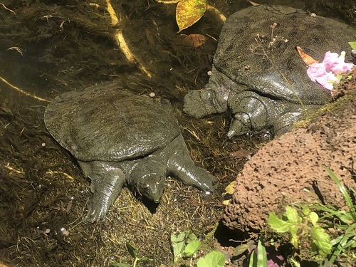 Amur Softshell Turtle