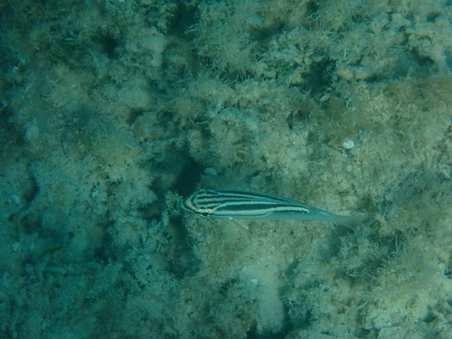 Scolopsis trilineata